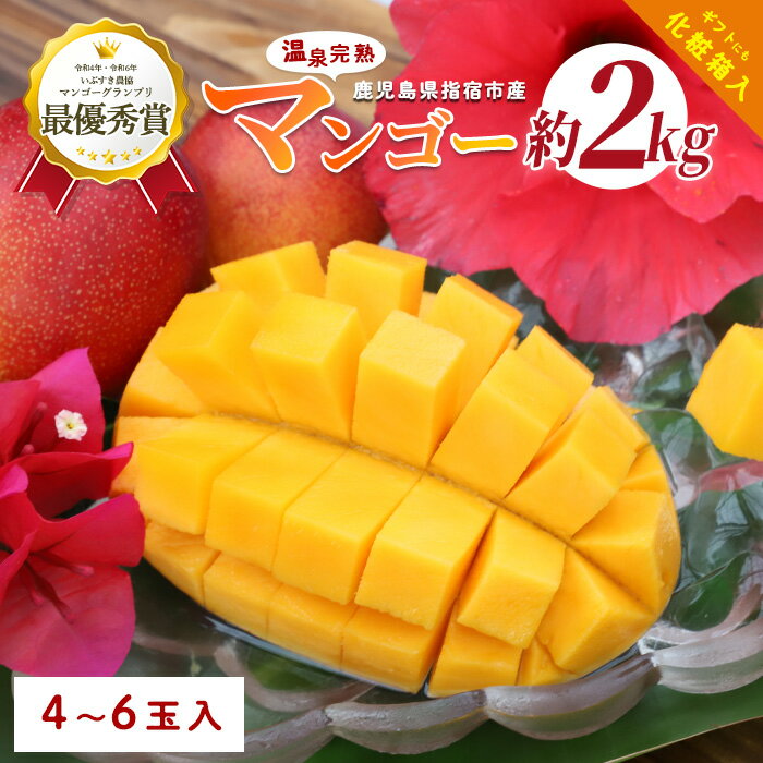 【ふるさと納税】＜先行予約受付中！＞南国指宿産 温泉完熟マンゴー 約2kg(4〜6個)化粧箱入 鹿児島 マンゴー 産地直送 高級果物 プレミアムフルーツ 完熟 温泉マンゴー お取り寄せ とろける甘さ ジューシー 夏の味覚 旬 ギフト 贈り物【トロピカルフルーツ&プランツ】