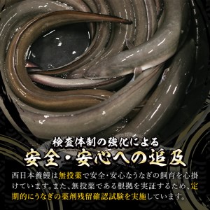 【無投薬にこだわったうなぎ】鹿児島県産　うなぎ蒲焼き　3尾セット 1653-1