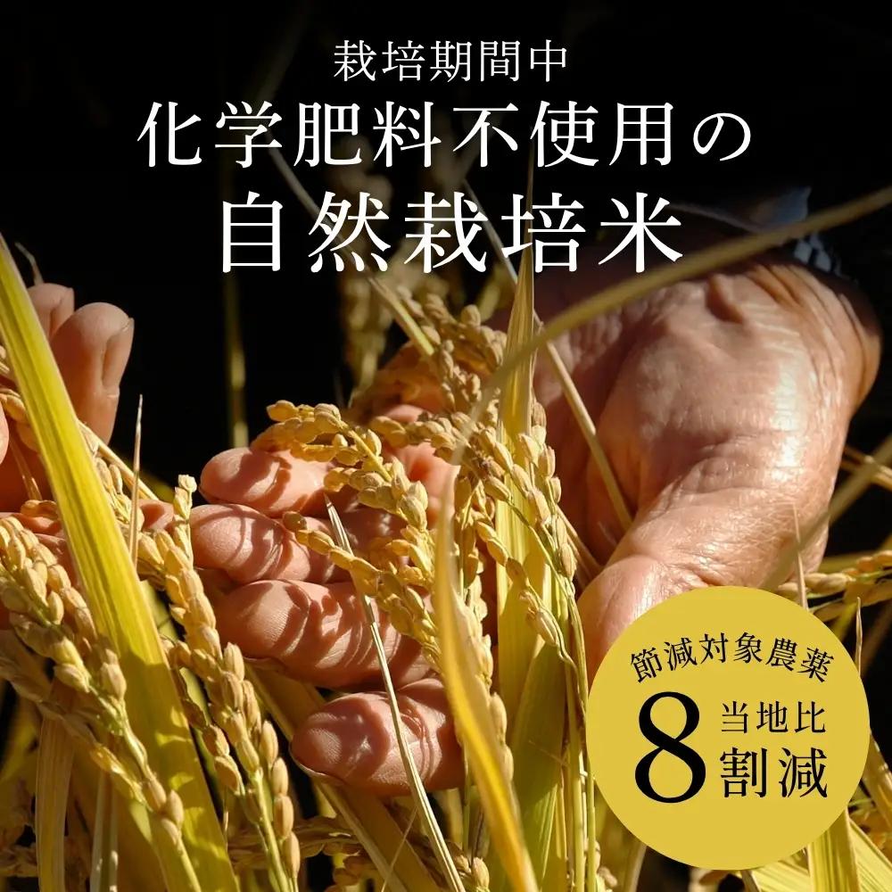 〈スピード発送〉新米 丹波コシヒカリ〈低農薬 80%減〉特別栽培米 10kg コシヒカリ