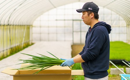 【6か月定期便】生産農家直送 京野菜・九条ねぎ2kg〈ねぎ 野菜 京都