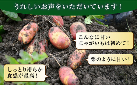 糸島育ちのジャガイモ 2種食べ比べ インカのめざめ インカのひとみ 各5kg・計10kg 【先行予約・2024年7月より順次発送】 糸島市 / 糸島ボンテール農園[ACO014]