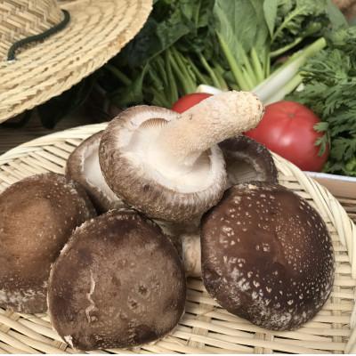 ふるさと納税 鹿嶋市 【発送月固定定期便】【ハーフサイズ】栽培期間中農薬不使用 身体が喜ぶ野菜(おまかせ6〜7品)全10回 |  | 03