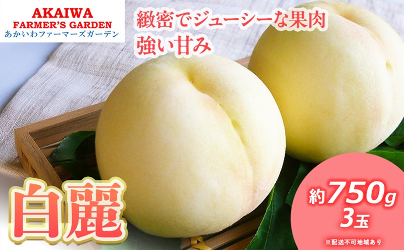 桃 2026年 先行予約 白桃 白麗 約750g 3玉 もも 岡山県 赤磐市産 フルーツ 果物 あかいわファーマーズガーデン 果物類