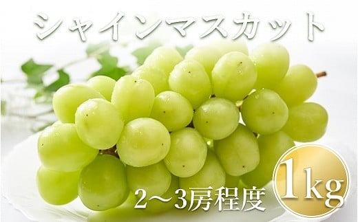 【先行予約】【数量限定】宮内果樹観光園のシャインマスカット 約1kg 2房前後 | フルーツ 果物 くだもの ぶどう ブドウ 葡萄 シャインマスカット マスカット 産地直送 大分県 中津市
