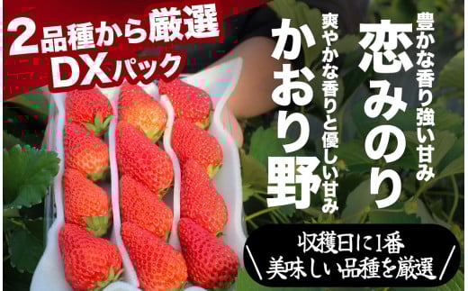 【先行予約＿2026年出荷分】完熟いちご280g 4パック（DXパック）恋みのり、かおり野から厳選　【 苺 いちご イチゴ  恋みのり かおり野 産地直送 旬 果物 フルーツ  くだもの 静岡県 伊豆 南伊豆町 期間限定 】　<AA-4>