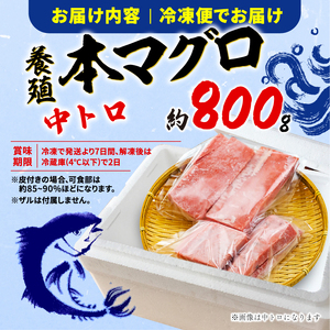 訳あり 本まぐろ 中とろ 中とろ セット 約 800g 不定型柵 鮪 まぐろ 中トロ 冷凍 鮪 漬け マグロ ユッケ 海鮮 本マグロ 本まぐろ 人気 まぐろ おいしい まぐろ 静岡 藤枝