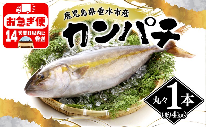 
            D4-2601／丸ごと 極上カンパチ (4kg保証) 1尾
          
