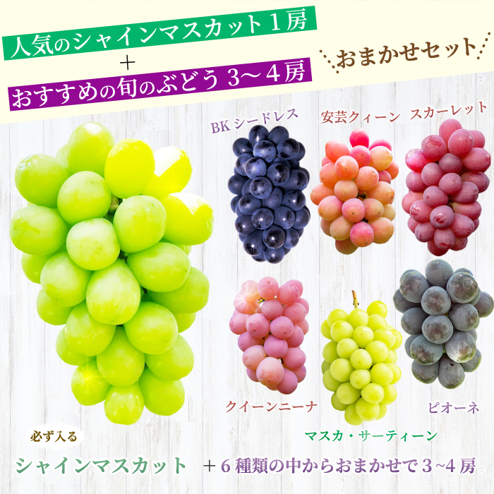 【先行受付】厳選！旬のぶどう詰め合わせ約2kg（4～5房） 2025年9月上旬から順次発送 種なし シャインマスカット 品種 農園おまかせ ピオーネ BKシードレス 安芸クイーン クイーンニーナ スカーレット マスカサーティーン お楽しみ 人気 葡萄 贈答 お中元 プレゼント 厳選 フルーツ 205002