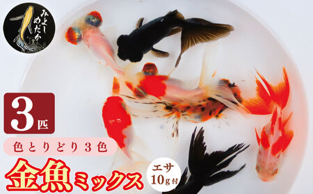 金魚 3色 ミックス 3匹 魚 金魚 金魚 金魚