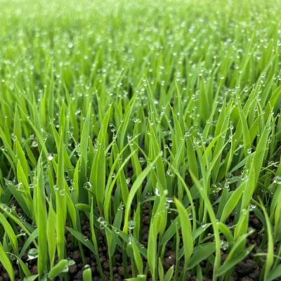 ふるさと納税 新庄市 新米　令和8年産　極みのササニシキ(精米)10kg (1袋) |  | 01