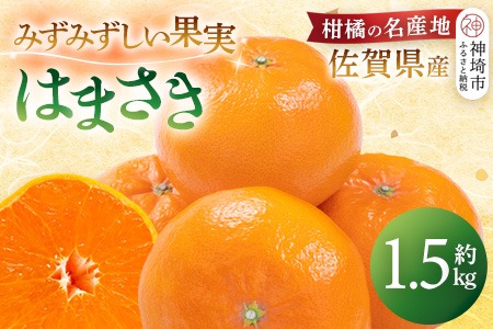 【令和7年2月より発送】佐賀県産柑橘『はまさき』約1500g【果物 フルーツ 柑橘 みかん デザート ふるさと納税】(H108107)