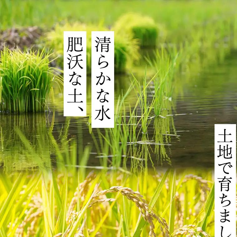 《 令和8年産 》 桜川市産 こしひかり 20kg 新米 先行予約 茨城県 桜川市 米 お米 白米 コメ ごはん 精米 コシヒカリ 国産 限定 銘柄米 [SC066sa]