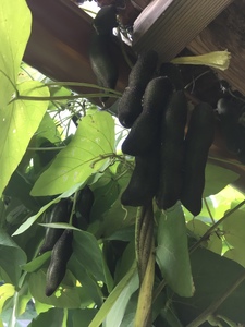 焙煎ムクナ豆パウダー　90ｇ　（3ｇｘ30包） マリポコミュ |   ムクナ豆  豆 パウダー  焙煎 小分け  個包装 千葉県 君津市
