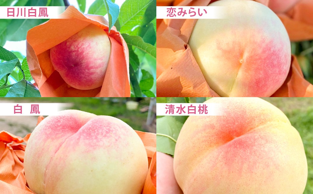 モモナピーチファームの桃 2.0kg（7～9玉）