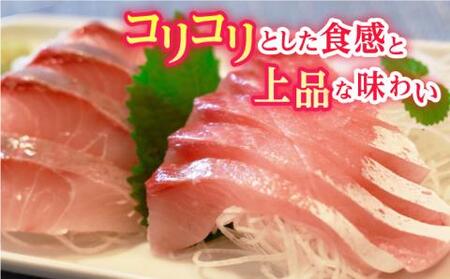 新上五島町産養殖ヒラマサ（ヒラス）片身フィーレ[RBP007] ヒラマサ ヒラス ヒラマサ ヒラス ヒラマサ ヒラス ヒラマサ ヒラス ヒラマサ ヒラス ヒラマサ ヒラス九州 長崎