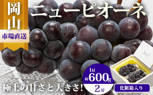 ぶどう 2025年  ニュー ピオーネ 2房（1房600g以上）化粧箱入り ブドウ 葡萄  岡山県産 国産 フルーツ 果物 ギフト