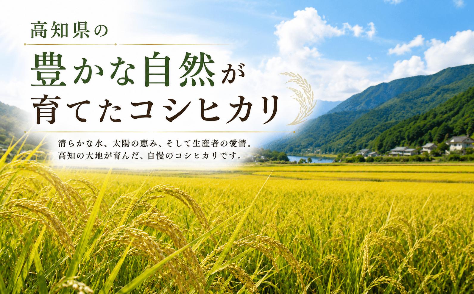 【新米 令和8年度 高知県産 コシヒカリ10㎏】 人気 米 お米 10kg  令和8年度産  2026年産 コシヒカリ こしひかり お米 白米 精米 国産米 産地直送 高知県 室戸市