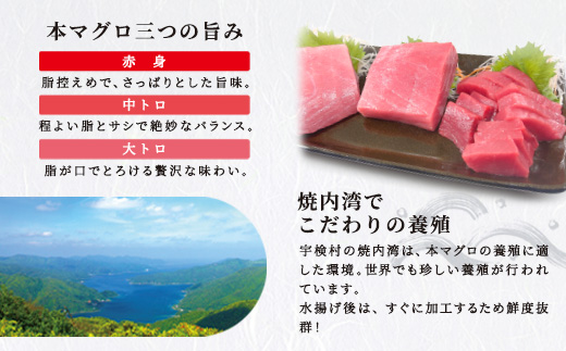 宇検村産 本マグロ 簡単 お刺身 セット 中トロ 赤身 柵 300g 冷凍 養殖
