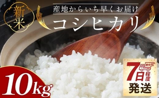 
            コシヒカリ 10kg 新米 先行予約 - 新米 お米 おこめ 国産 米 精米 ひのひかり ごはん 白米 ご飯 おにぎり おむすび 料理 調理 防災 非常食 備蓄 高知県 香南市 常温 at-0047
          