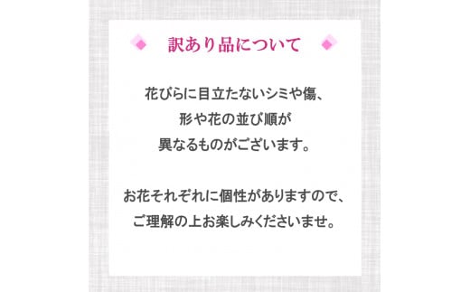 【訳あり】胡蝶蘭 5本立て ピンク スタンダード お祝い 須崎洋蘭園 SY014_x (訳あり) ピンク 5本立て