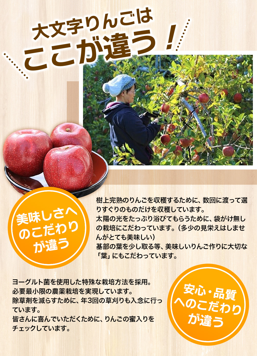 【令和6年度分予約受付】大文字りんご園 サンふじ 約3kg (7～10玉) 【2024年12月上旬より順次発送】/ 樹上完熟 りんご リンゴ 林檎 果物 くだもの フルーツ 甘い 旬 産地直送 予約 