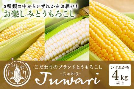 数量限定 先行予約 ＜2025年夏発送予定＞ ブランドとうもろこし【Juwari-じゅわり-】お楽しみとうもろこし（ドルチェドリーム / ゴールドラッシュネオ / ピュアホワイトSPのいずれか） 4kg以上 とうもろこし トウモロコシ 朝採り 産地直送 期間限定 甘い コーン お取り寄せ 贈り物 ギフト 贈答 41-D