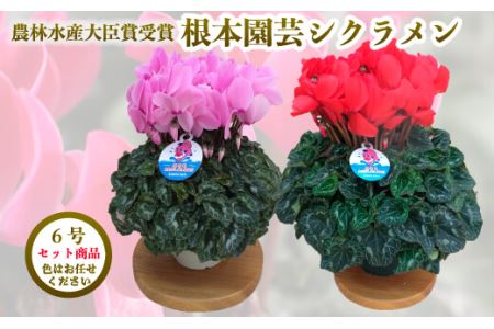 【先行予約】【色 おまかせセット】 根本園芸 シクラメン 6号 2鉢　花ギフト 農林水産大臣賞受賞【1001201】