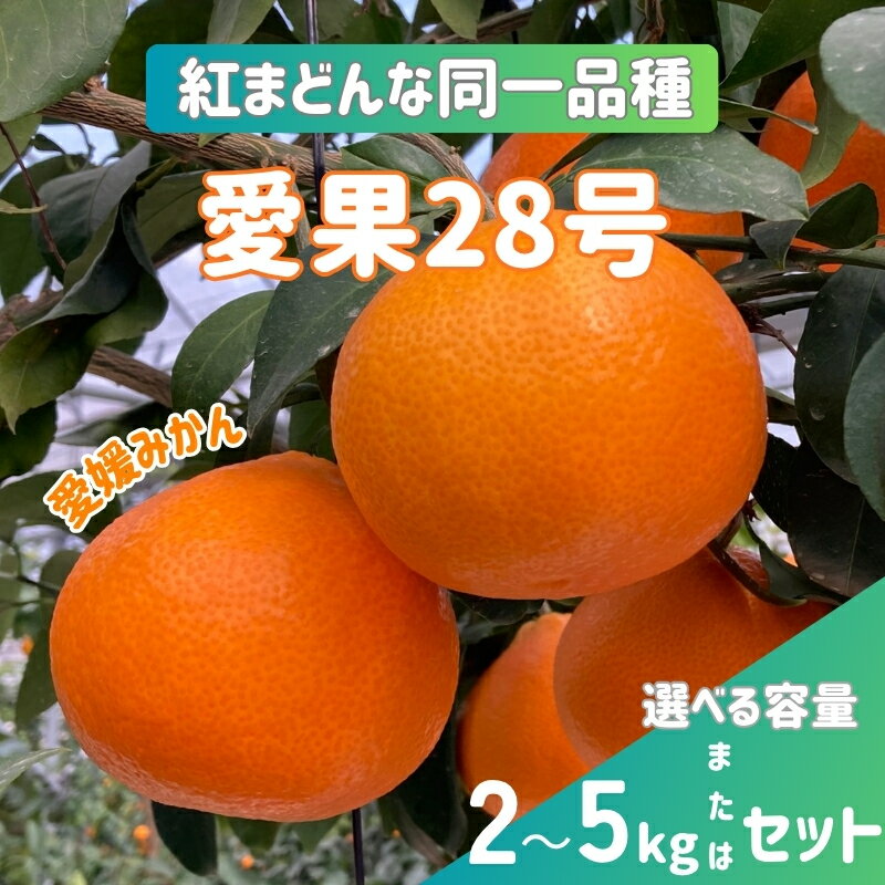 【ふるさと納税】愛果28号 紅まどんなと同一品種 温州みかん みかん 愛媛県産 【選べる内容】 2kg 5kg みかんセット ＜12月上旬から順次発送予定＞ 先行予約 数量限定 人気 柑橘 伊予市