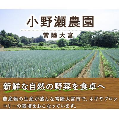 ふるさと納税 常陸大宮市 小野瀬農園の特選ブロッコリー 4kg |  | 01