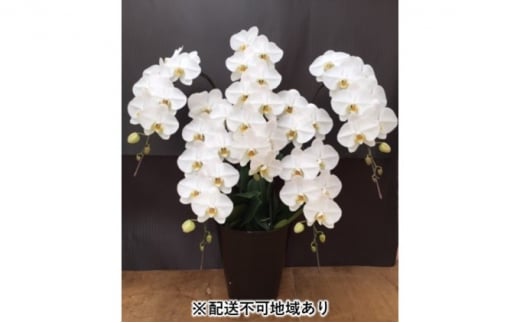 幸せが飛んでくる胡蝶蘭大輪5本立ち【配送不可：北海道、東北、沖縄、離島】