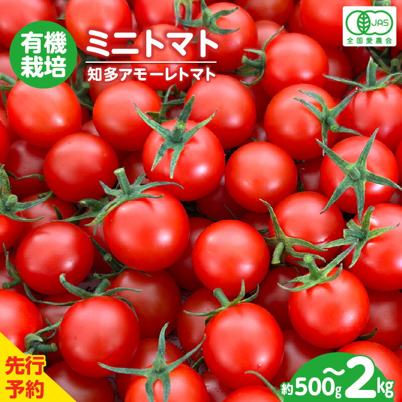 【ふるさと納税】＼先行予約／ 有機栽培 ミニトマト 知多アモーレトマト【約500g・約1kg・約2kg】【5月上旬より順次発送】トマト プチトマト甘い 有機栽培 野菜 濃い 旨味 安心 リコピン 緑黄色野菜 春 夏 旬 愛知県 特産品 送料無料