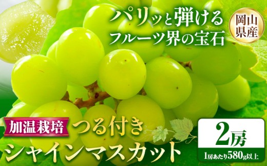 【先行予約】岡山県産 つる付き シャインマスカット 2房 (580g以上) 加温栽培 有限会社ホーティカルチャー神島《7月中旬-8月上旬頃出荷》岡山県 浅口市 マスカット ぶどう 葡萄 果物【配送不可地域あり】
