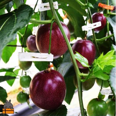 ふるさと納税 徳之島町 【先行予約】満田農園さんのパッションフルーツ(約600g) |  | 03