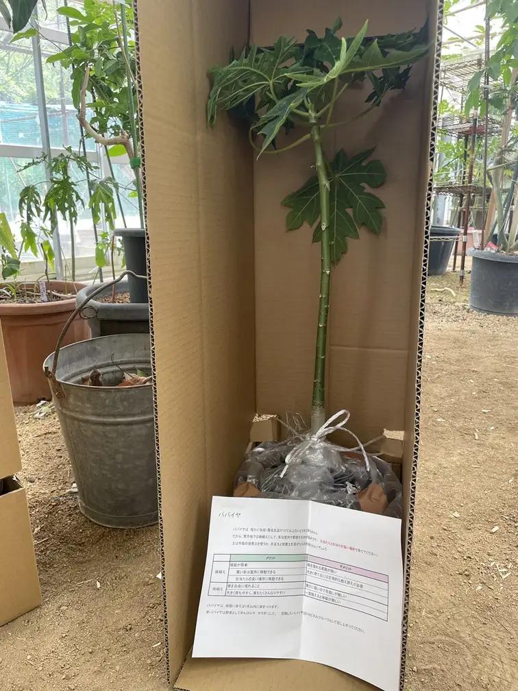 【先行予約】上郡町産 パパイヤの苗木 | パパイヤ 植物 トロピカル フルーツ 家庭菜園 兵庫県 上郡町