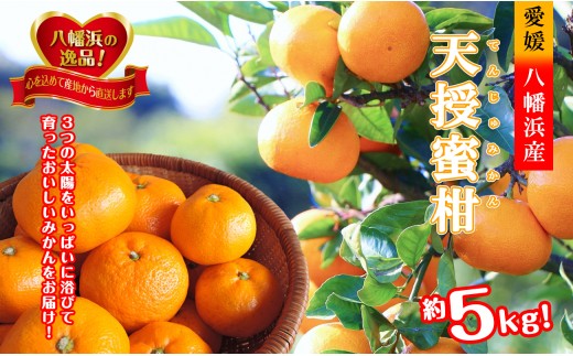 適度な潮風をうけ、太陽光、石垣、海の反射光を浴びて育った「天授蜜柑」約5kg＜C39-45＞【1243340】 YWTF023