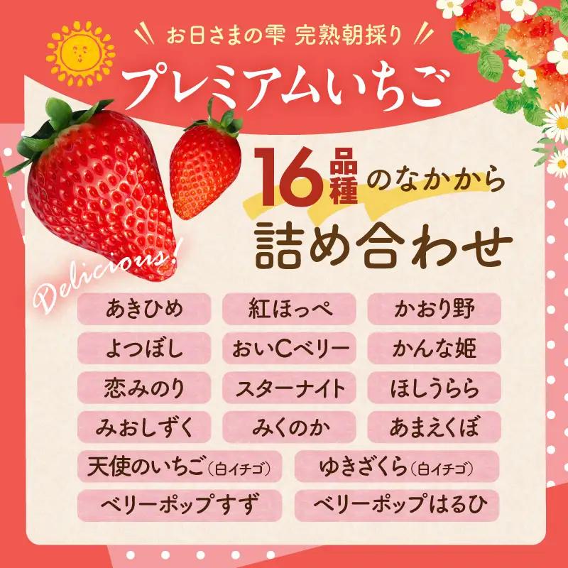 【定期便】お日さまの雫 完熟朝採りプレミアムいちご1トレー　３か月定期便 AM-00019T