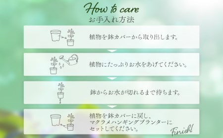 《グレー》季節の観葉植物と3色から選べるマクラメハンギングプランタ―のセット