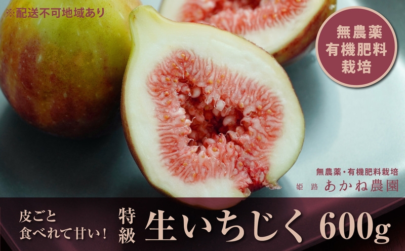 
                  [№5258-0617]【栽培期間中 無農薬・有機肥料栽培】皮ごと食べれて甘い！あかね農園「 特級 生いちじく」約 600g
                