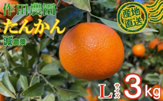 
                  タンカン 秀品 3kg Lサイズ くだもの 果物 かんきつ 柑橘 ミカン みかん 南国フルーツ 高糖度 ジューシー 甘い 国産 産地直送 旬 人気 家庭用 贈答用 お取り寄せ 作田農園 高知県 室戸市
                