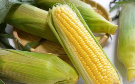 ＜2024年8月初旬よりお届け＞約10kg！北海道壮瞥産とうもろこし（恵味）【Ｌ～2Lサイズ 22～25本】 【 ふるさと納税 人気 おすすめ ランキング トウモロコシ とうもろこし 恵味 野菜 甘い