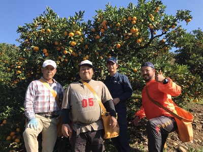 先行予約 極早生みかん 約3kg 【髙橋果樹園】【2025年9月上旬から10月下旬発送予定】極早生 みかん ミカン 柑橘 宇城市産みかん 国産みかん 極早生みかん