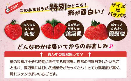 博多あまおう4パック（春） 250g～270g×4パック 合計約1000g～1080g あまおう いちご 苺 イチゴ フルーツ 果物 くだもの【2027年2月上旬-4月下旬発送予定】