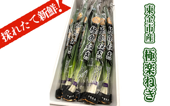 
No.179 採れたて！　新鮮！　東金市産　極楽ねぎ ／ ネギ 葱 分けねぎ 野菜 千葉県 特産品
