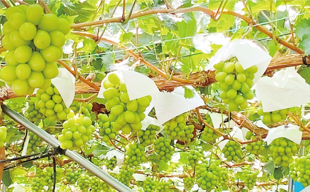 シャインマスカット 晴王 2房 約1.1kg