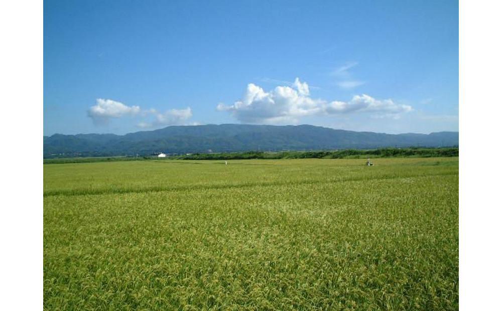 令和7年産 佐渡産コシヒカリ米「朱鷺の舞」5kg 佐渡・今井茂助商店おすすめ