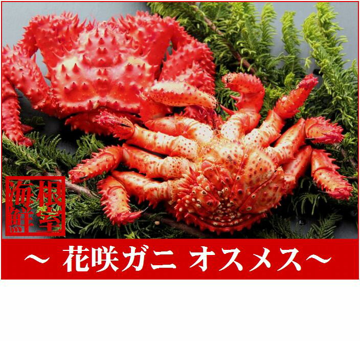 【ふるさと納税】 【北海道根室産】花咲ガニオスメス 4 〜 6 尾 ( 計 4kg ) 花咲がに 花咲 花咲かに 花咲蟹 かに カニ 蟹 お取り寄せ グルメ 海鮮 北海道 根室市 ふるさと納税 D-57002