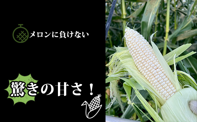 【2024年7月中旬発送】北海道 富良野産 ホワイトショコラ ハウス栽培 2Lサイズ 10本 白い とうもろこし (山本農園)