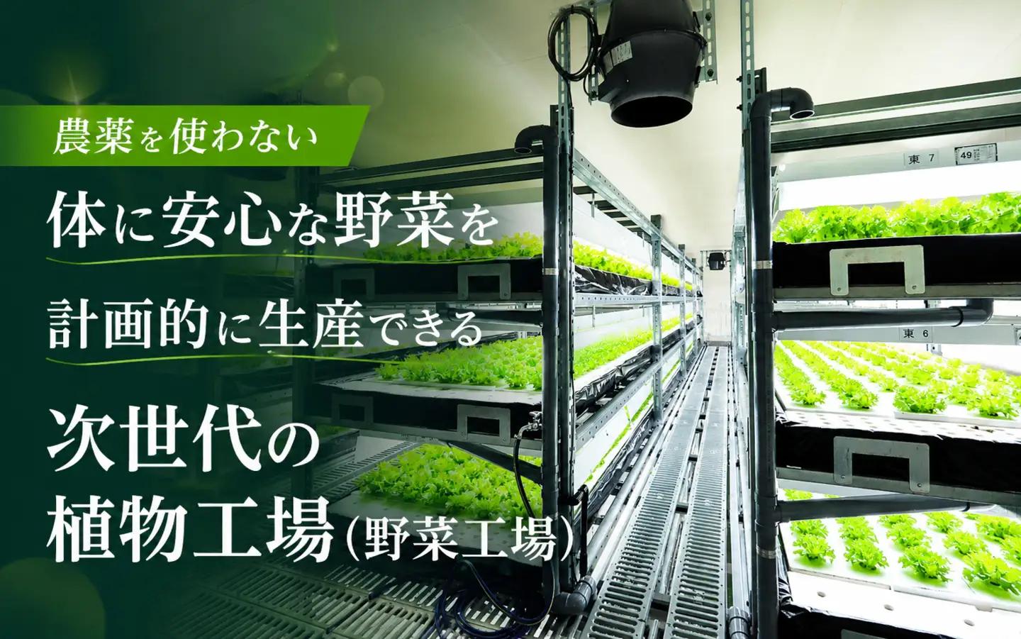 【農薬不使用】レタス Leaf Mie（完全人工光型植物工場レタス）約80g×25個【fskk0001】