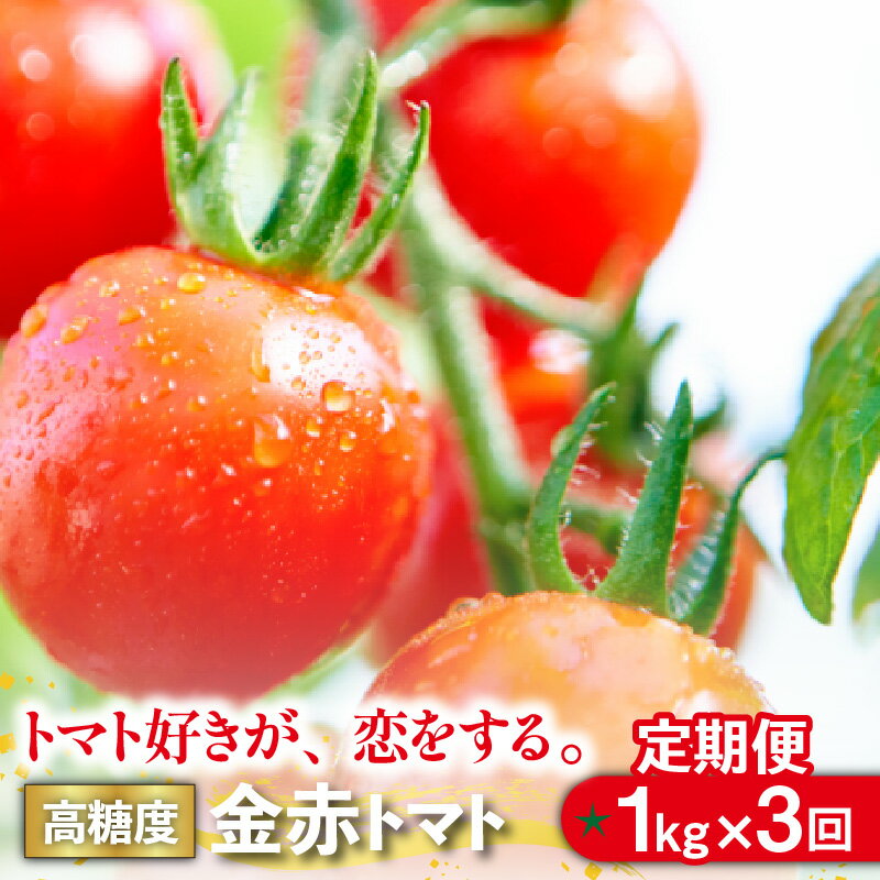 【ふるさと納税】【3ヵ月定期便（隔月）】トマト好きが、恋をする。 金赤トマト【1kg×3回（計3kg）】※期間限定※ ミニ 野菜 新鮮野菜 ミニトマト 味が濃い 高糖度 甘い 定期配送 送料無料