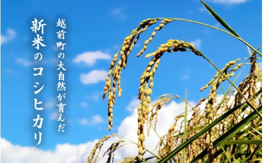 【令和8年産新米・先行予約】定期便≪3ヶ月連続お届け≫ 数量・期間限定！お米 こしひかり 5kg×3回（計15kg）（精米） 福井県産 炊きたての美味しさを追求したお米【米 コメ kome 5キロ 3